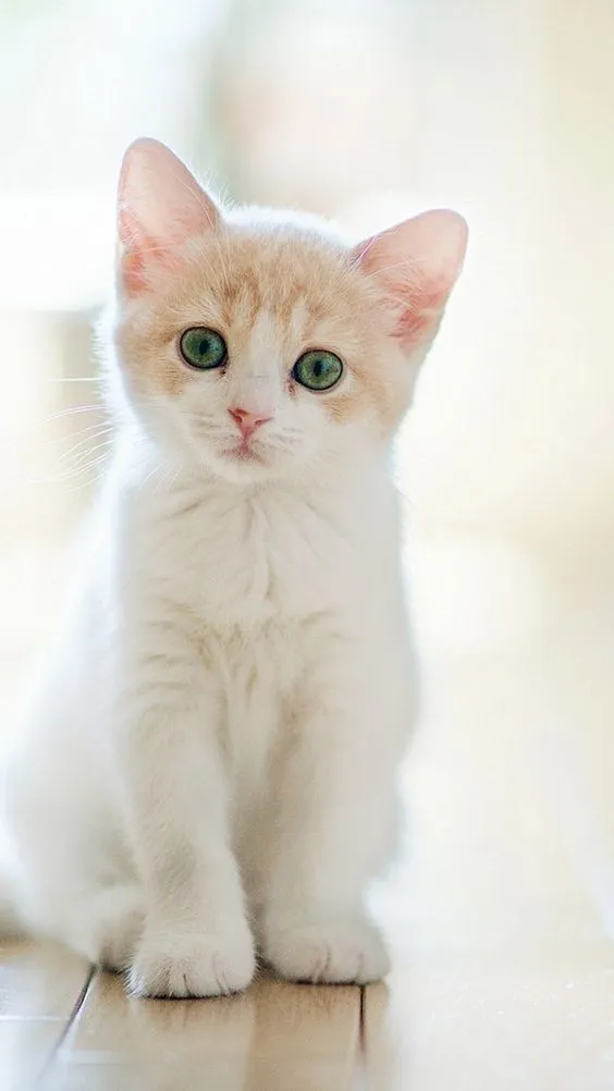 Very Cute Cat Images